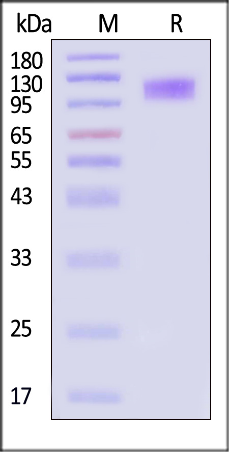 GUCY2C SDS-PAGE