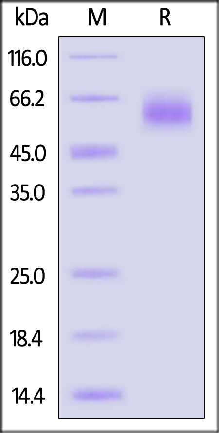 Hemagglutinin 1/HA 1 (Influenza Virus) SDS-PAGE