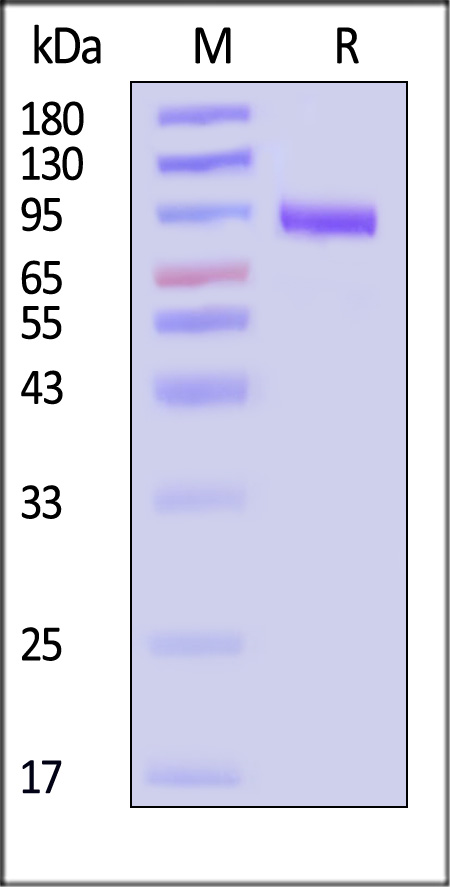 Hemagglutinin/HA (Influenza Virus) SDS-PAGE