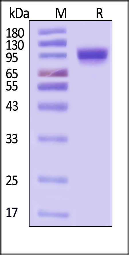 Hemagglutinin/HA (Influenza Virus) SDS-PAGE