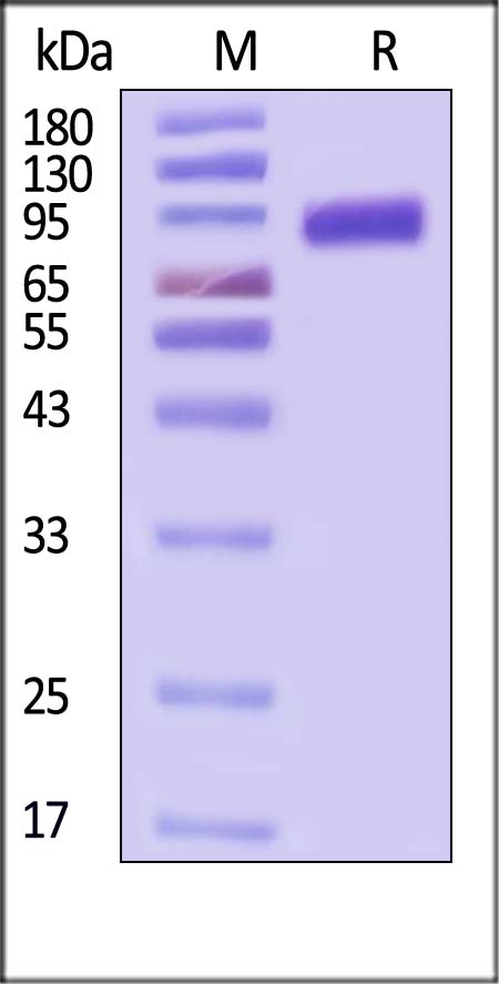 Hemagglutinin/HA (Influenza Virus) SDS-PAGE