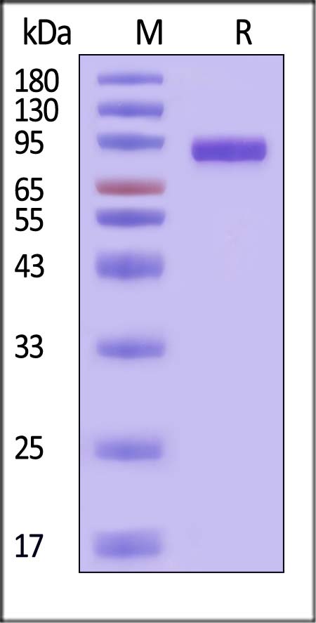 Hemagglutinin/HA (Influenza Virus) SDS-PAGE
