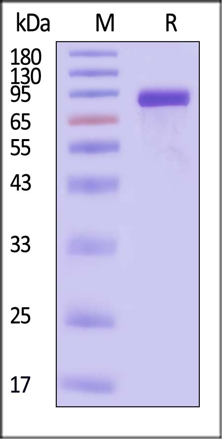Hemagglutinin/HA (Influenza Virus) SDS-PAGE