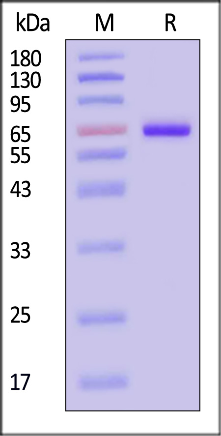Serum Albumin SDS-PAGE