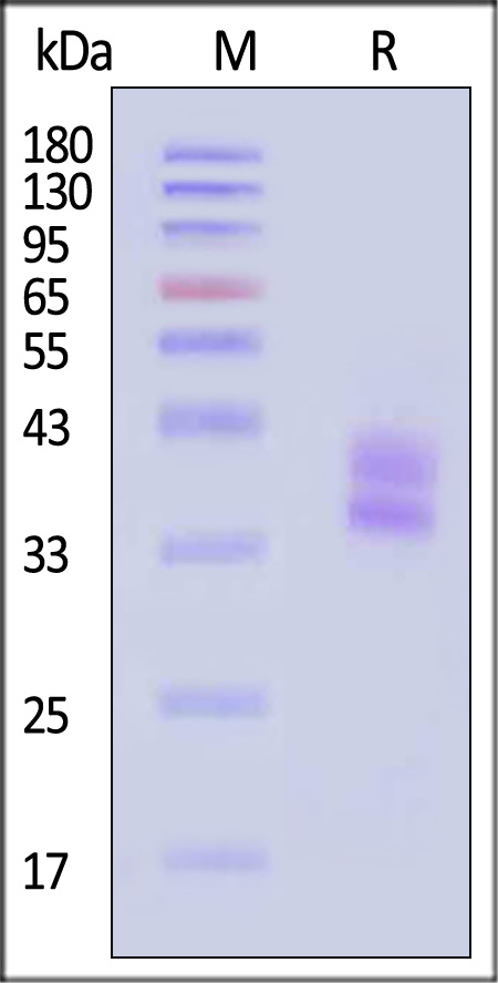 HLA-DRA1*0101 & HLA-DRB1*1101 & Influenza HA (PKYVKQNTLKLAT) SDS-PAGE