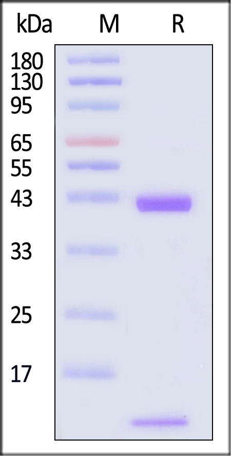 HLA-A*3303 & B2M & EGF R (HVKITDFGR) SDS-PAGE