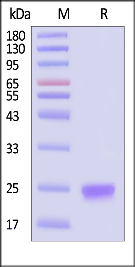 IFN-alpha 1 SDS-PAGE
