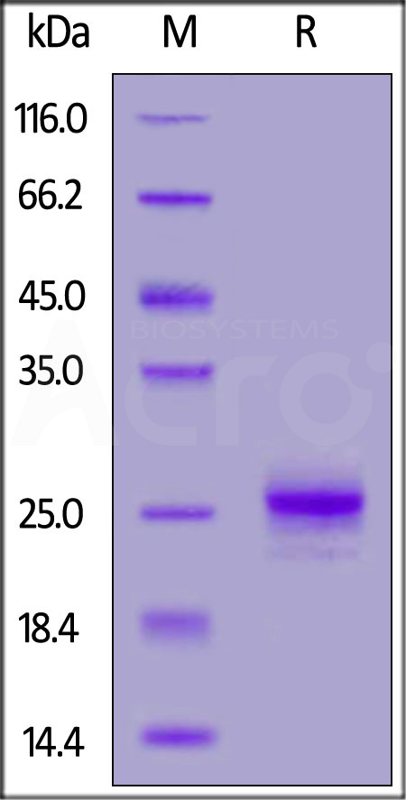 IFN-alpha 1 SDS-PAGE