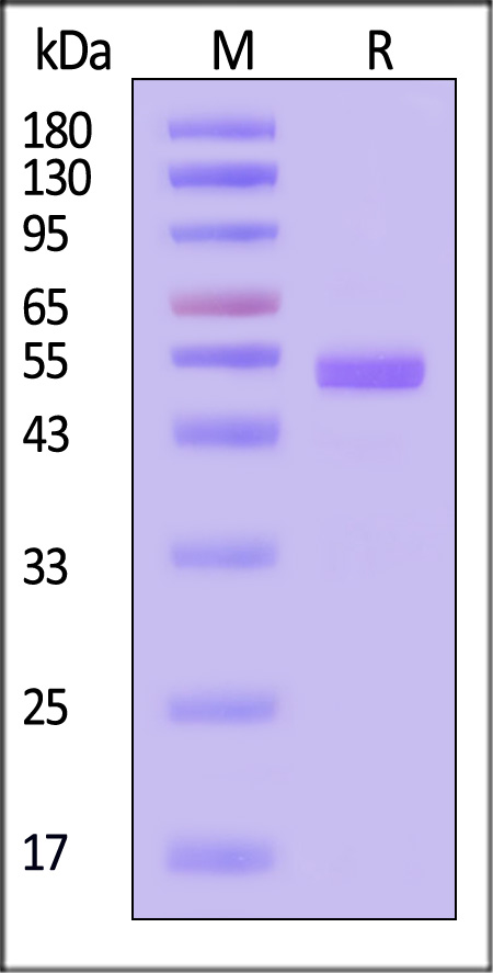IFN-beta SDS-PAGE
