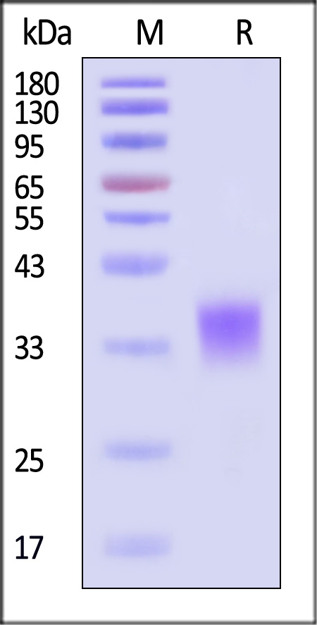 IFN-beta SDS-PAGE
