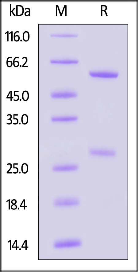 Biotinylated Monoclonal IFN-gamma Antibody, Human IgG1 (8C5F8)