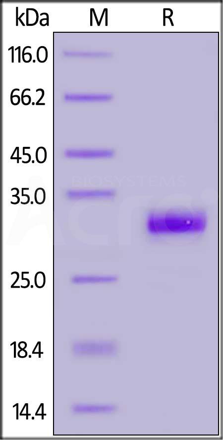 IgG1 Fc SDS-PAGE