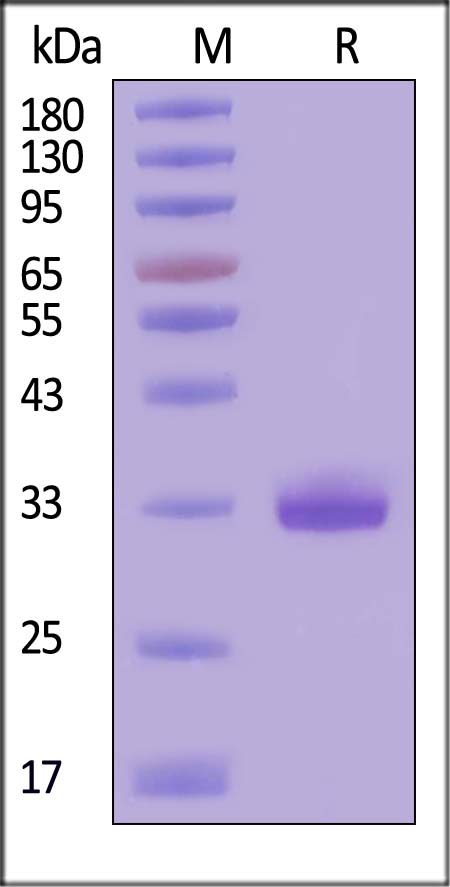 IgG1 Fc SDS-PAGE
