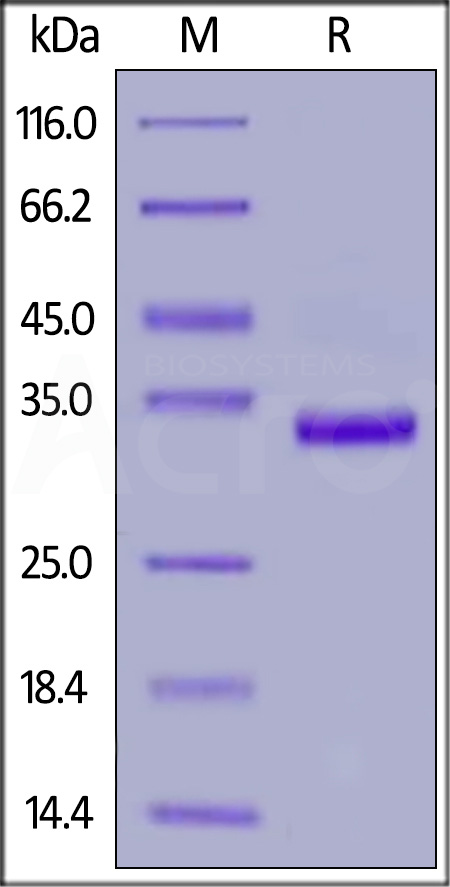 IgG1 Fc SDS-PAGE