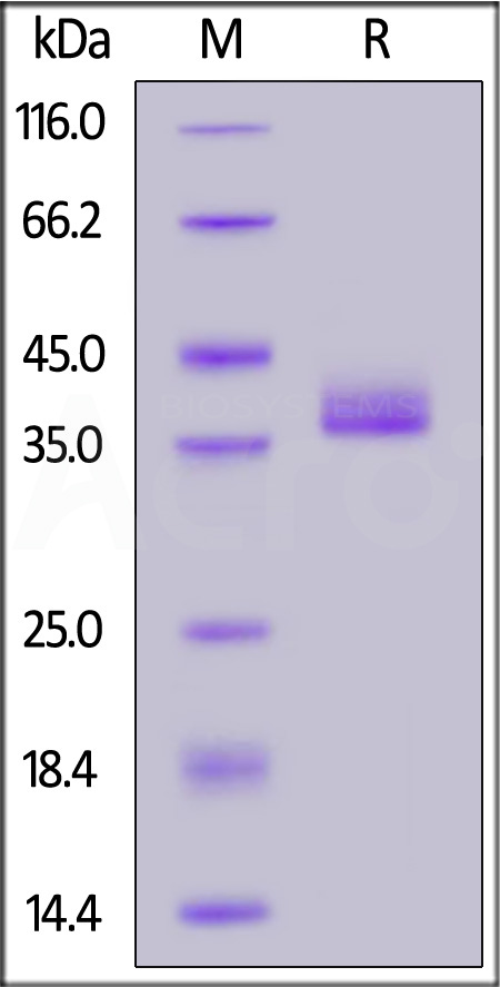 IgG3 Fc SDS-PAGE