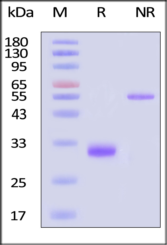 IgG4 Fc SDS-PAGE
