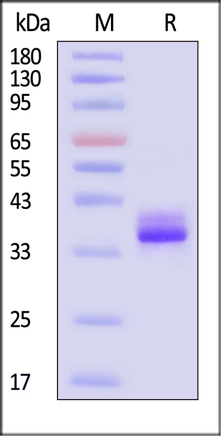 IGFBP-4 SDS-PAGE