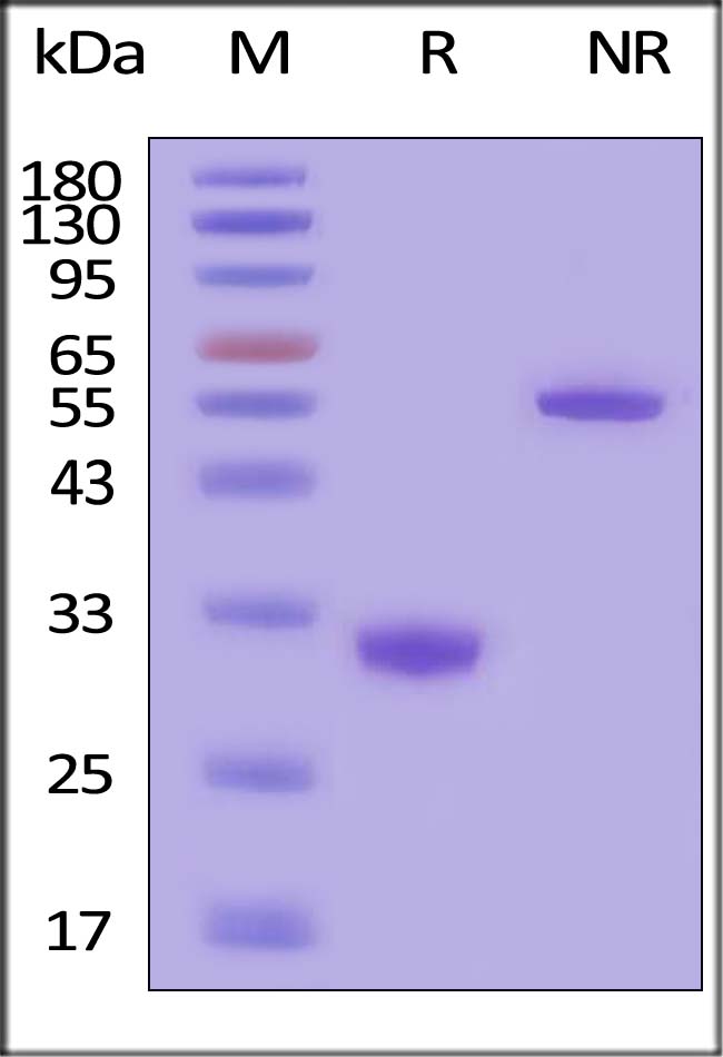 IgG2a Fc SDS-PAGE
