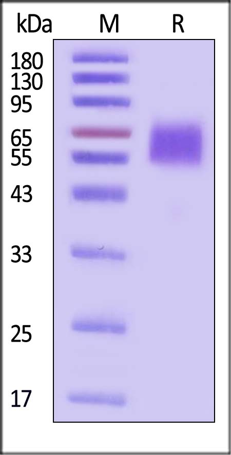 IL-1 Rrp2 SDS-PAGE