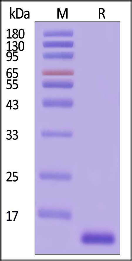 IL-13 SDS-PAGE