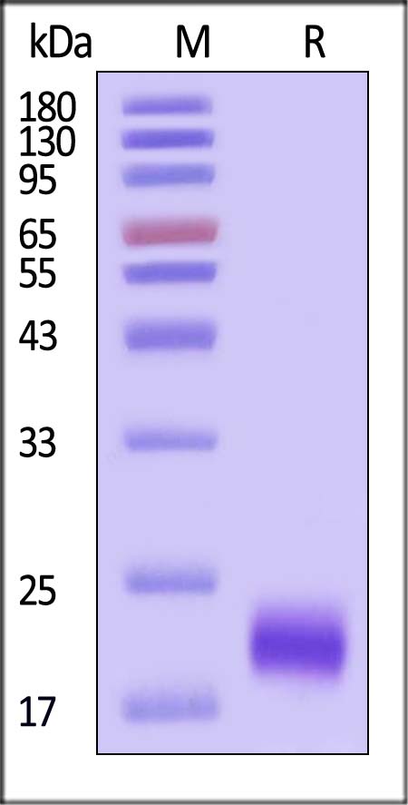 IL-4 SDS-PAGE