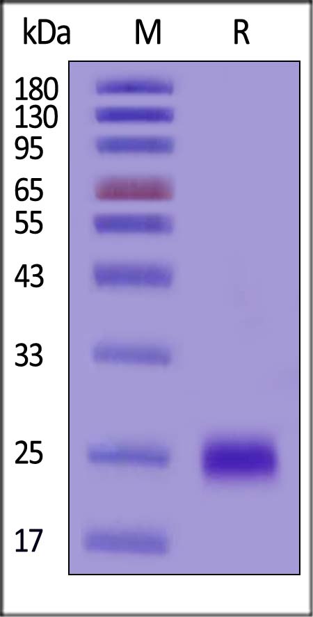 IL-4 SDS-PAGE