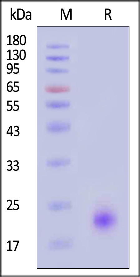 IL-4 SDS-PAGE