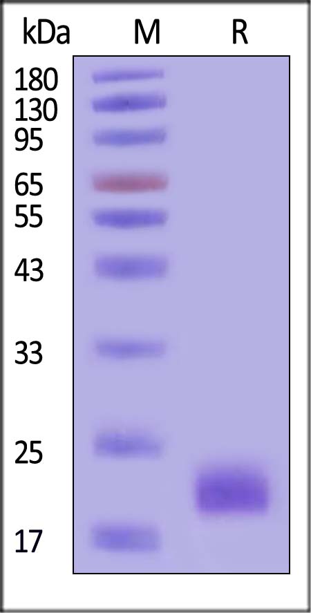 IL-4 SDS-PAGE