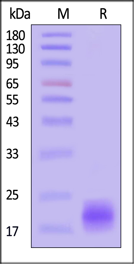 IL-5 SDS-PAGE