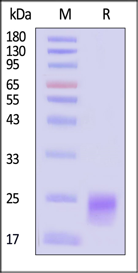 IL-5 SDS-PAGE