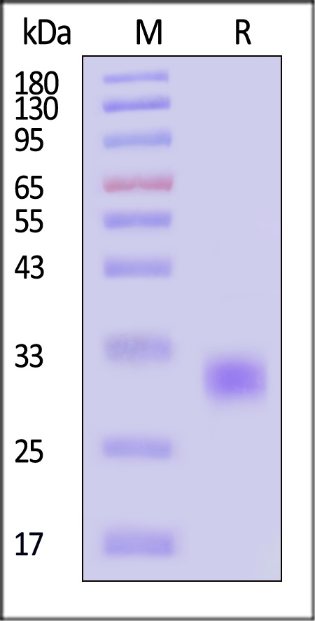 IL-6 SDS-PAGE