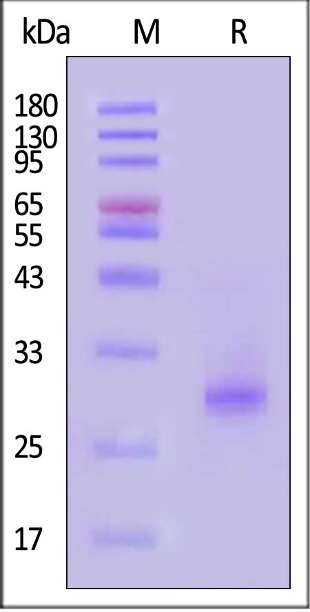 IL-6 SDS-PAGE