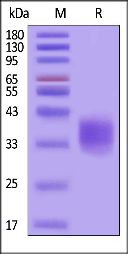 IL-9 SDS-PAGE
