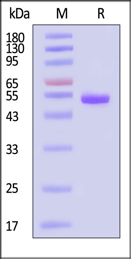 IL-1 beta SDS-PAGE