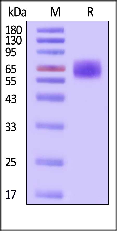 IL-6 R alpha SDS-PAGE