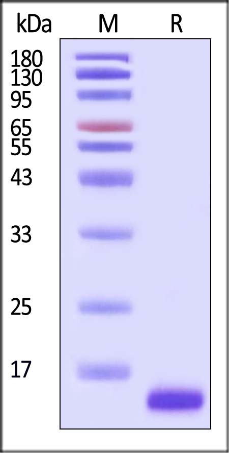 Activin E SDS-PAGE