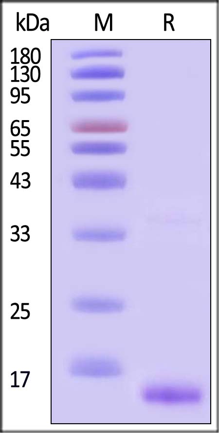 Activin E SDS-PAGE