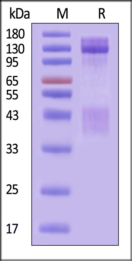 Insulin R SDS-PAGE