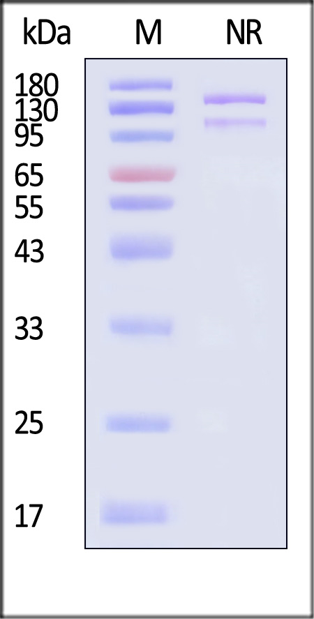Integrin alpha 2 beta 1 SDS-PAGE