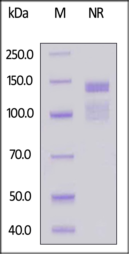 Integrin alpha V beta 1 SDS-PAGE