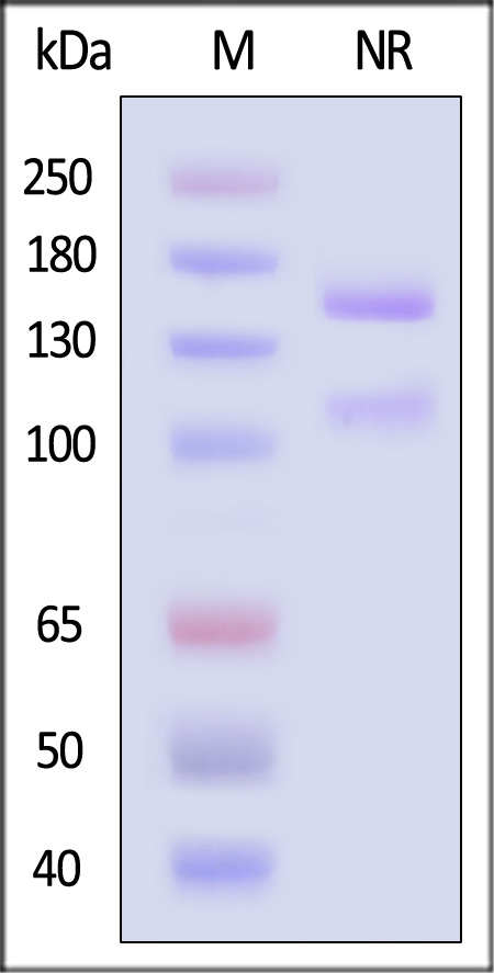 Integrin alpha 2 beta 1 SDS-PAGE