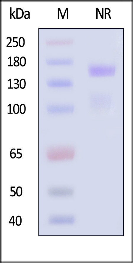 Integrin alpha 8 beta 1 SDS-PAGE