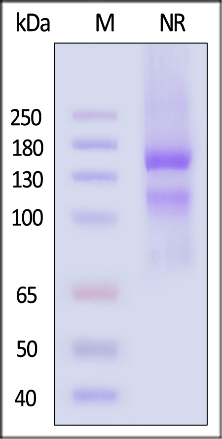 Integrin alpha 10 beta 1 SDS-PAGE