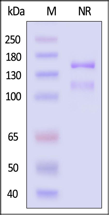 Integrin alpha 2 beta 1 SDS-PAGE