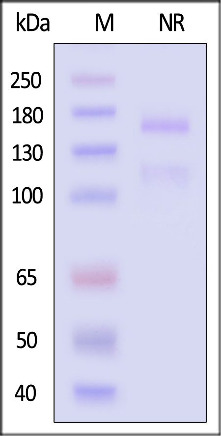 Integrin alpha 10 beta 1 SDS-PAGE