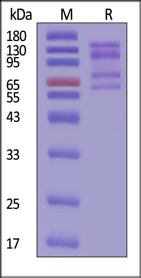 Integrin alpha 4 beta 1 SDS-PAGE