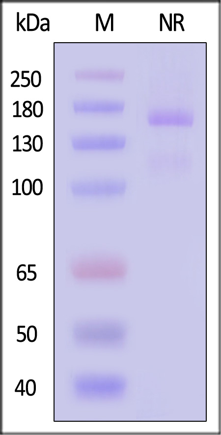 Integrin alpha 2 beta 1 SDS-PAGE