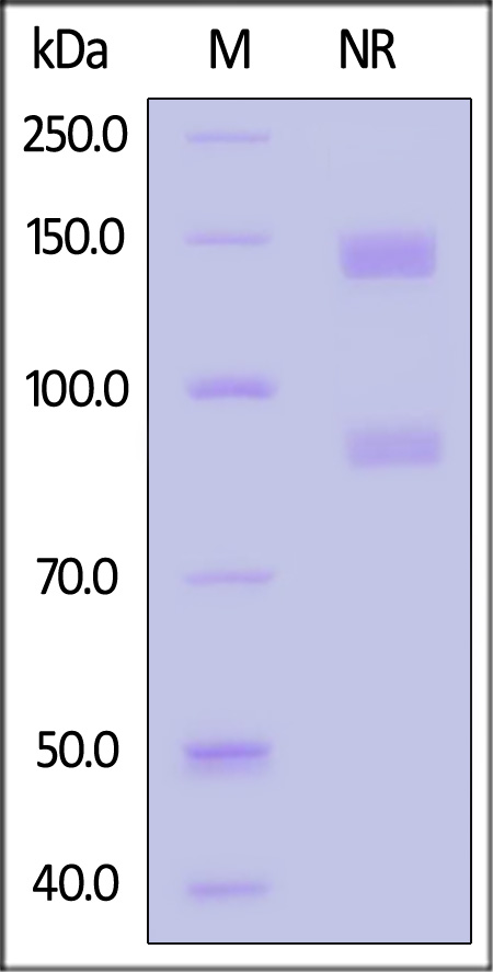 Integrin alpha V beta 3 SDS-PAGE