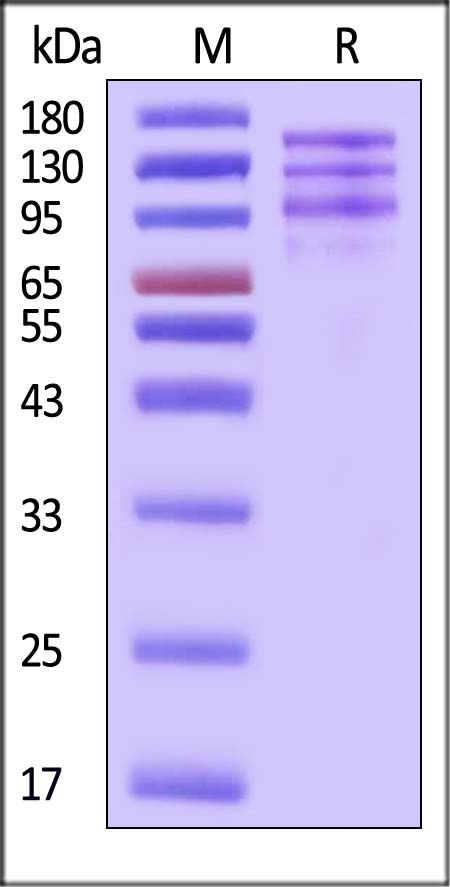 Integrin alpha V beta 3 SDS-PAGE