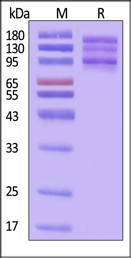 Integrin alpha V beta 8 SDS-PAGE